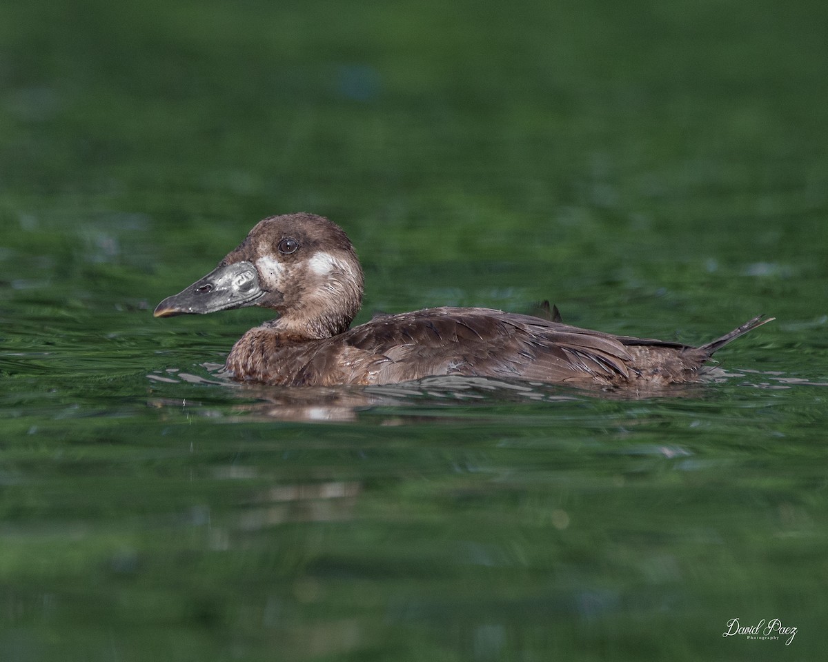 Турпан білолобий - ML613707733