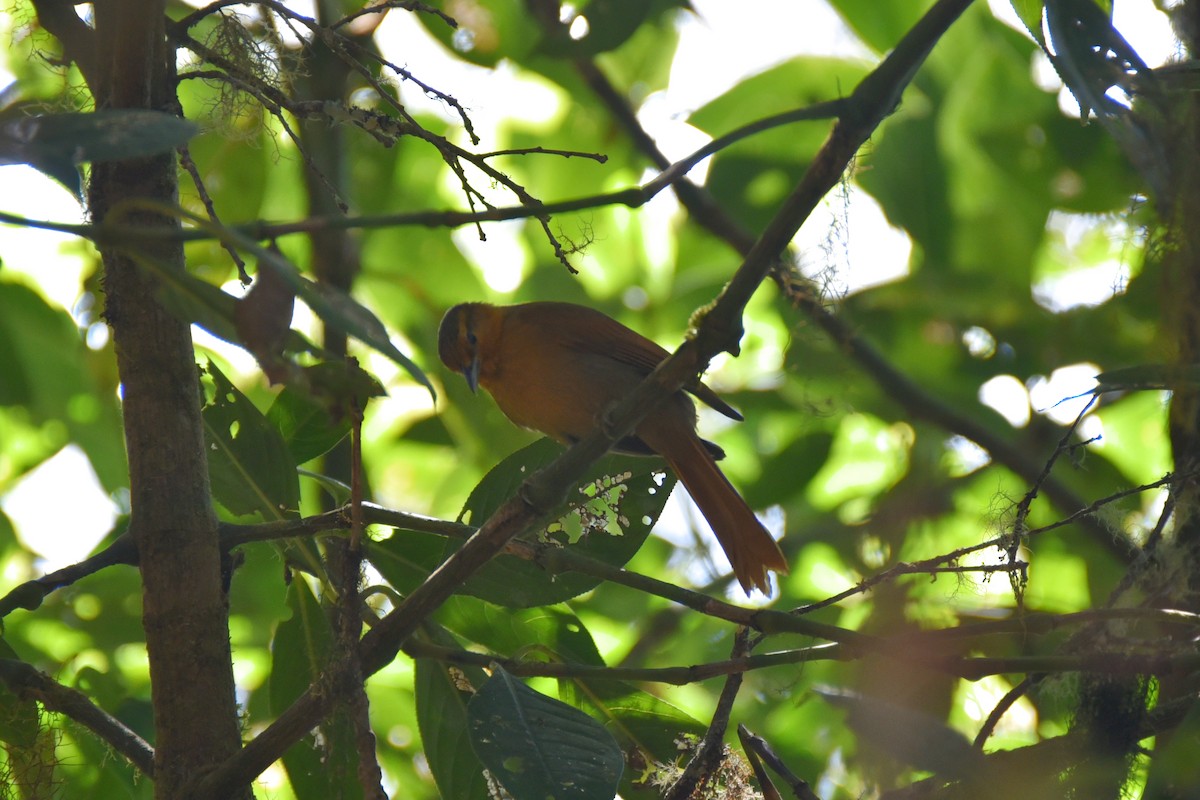 Buff-fronted Foliage-gleaner - ML613707864