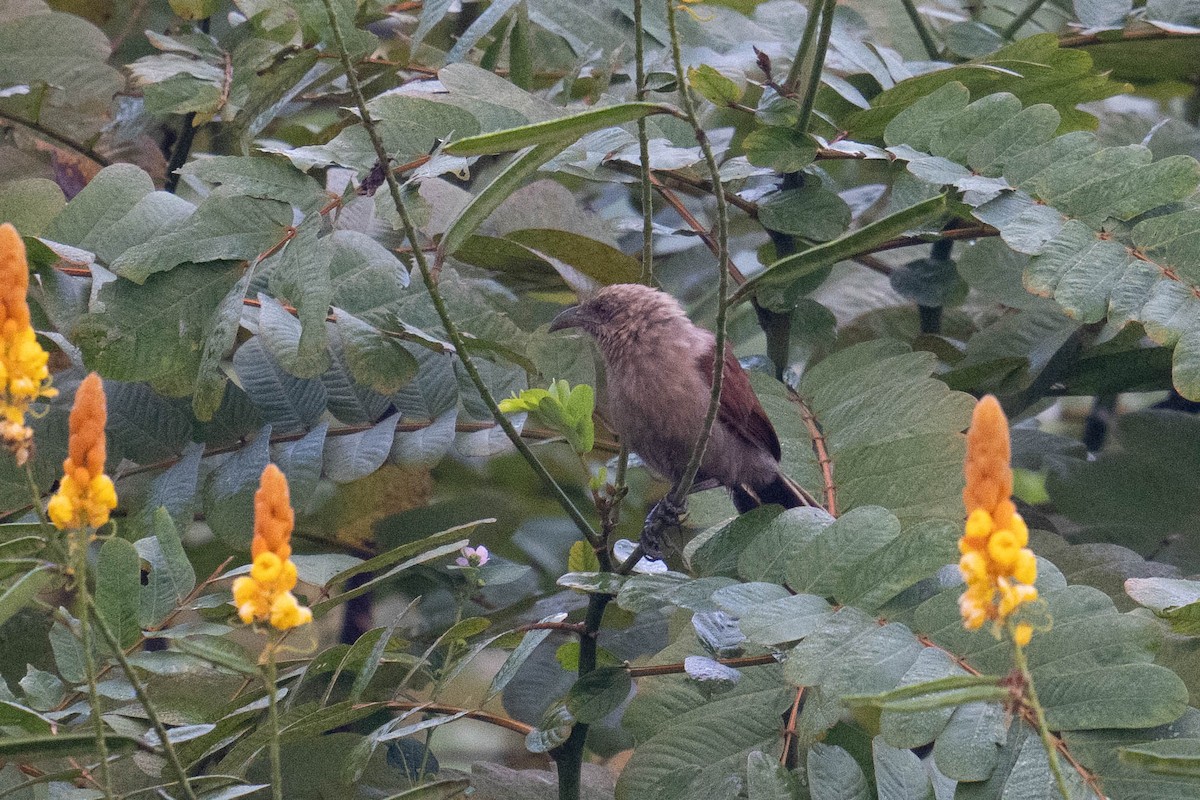 Andaman Coucal - ML613707891