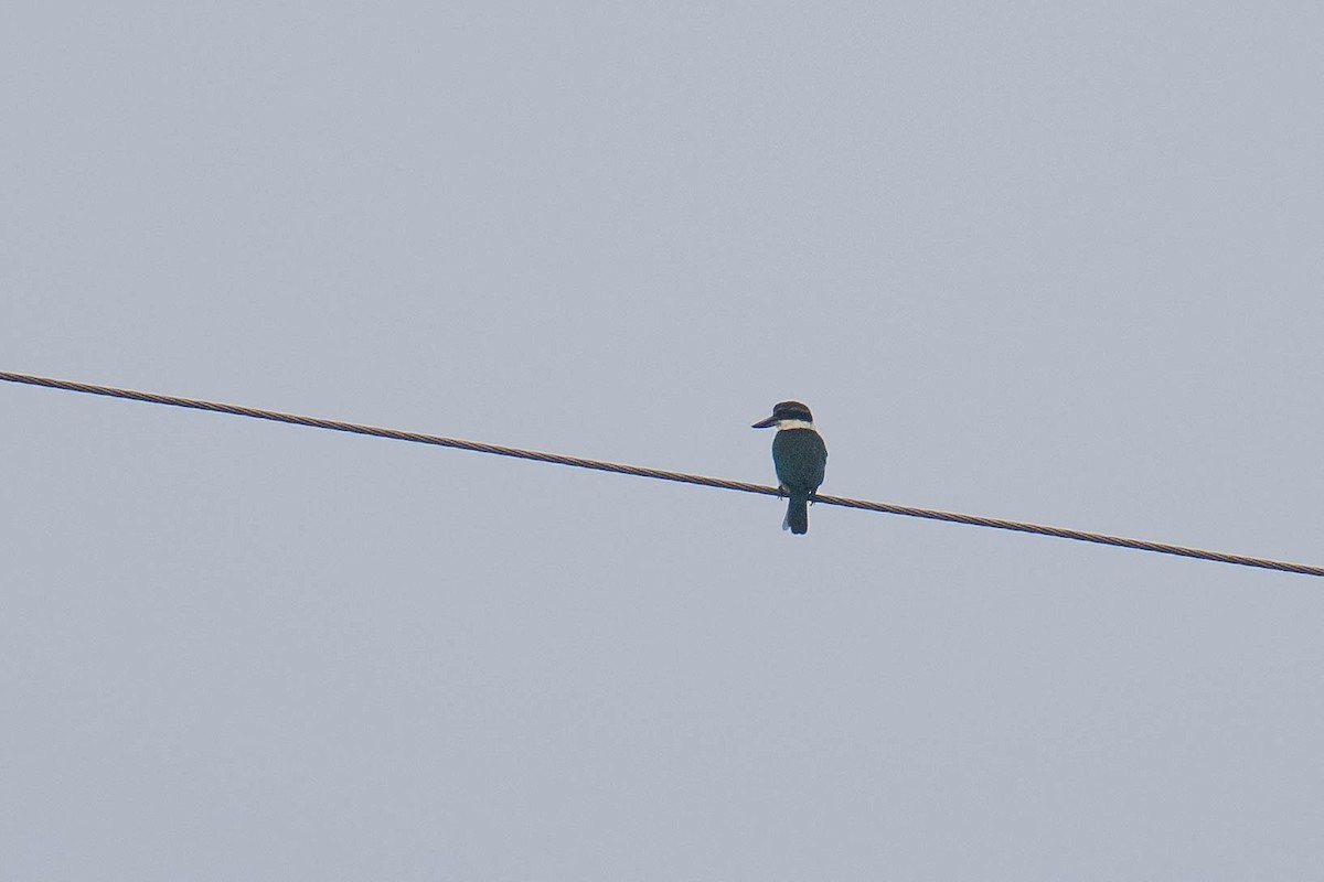 Collared Kingfisher - ML613707949