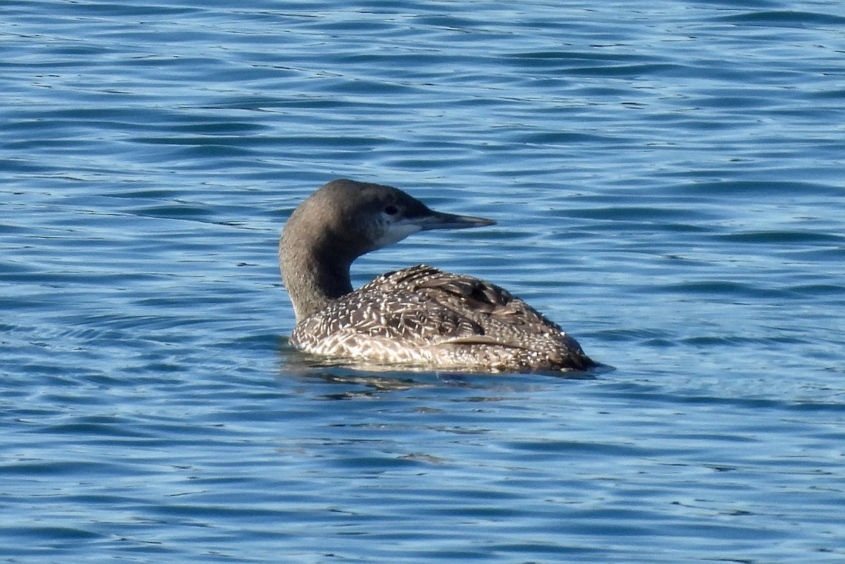 Red-throated Loon - ML613707975
