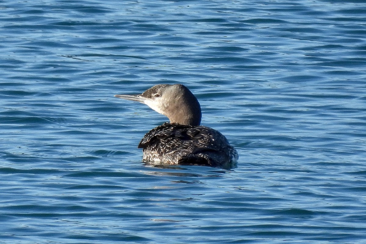 Red-throated Loon - ML613707976