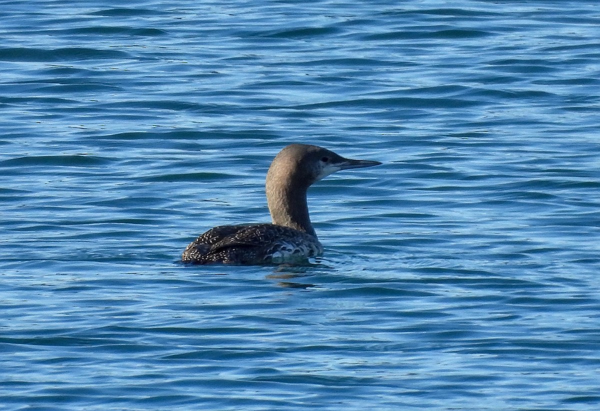 Red-throated Loon - ML613707977