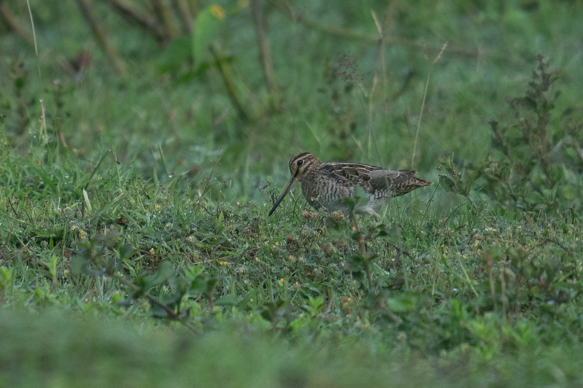 Common Snipe - ML613707996