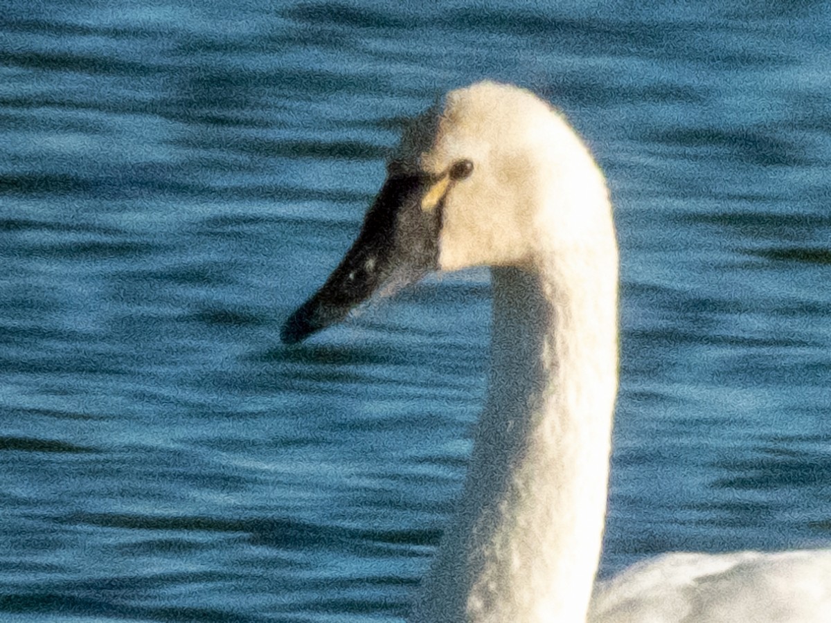 Tundra Swan - ML613708000