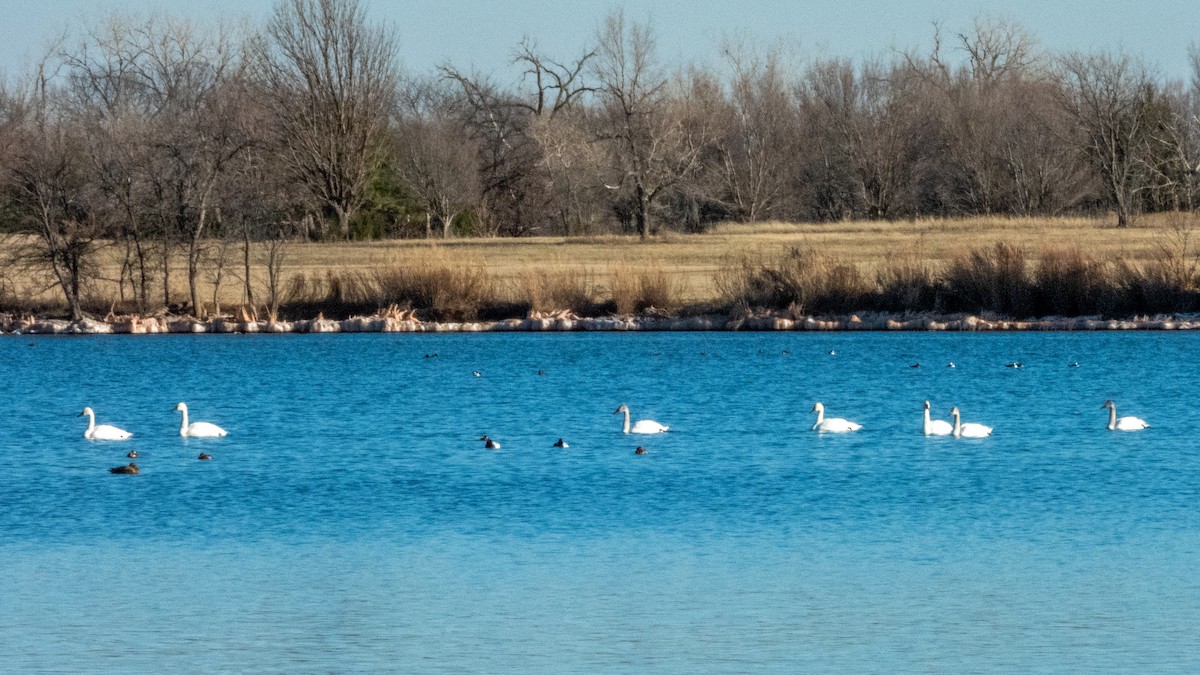 Tundra Swan - ML613708006