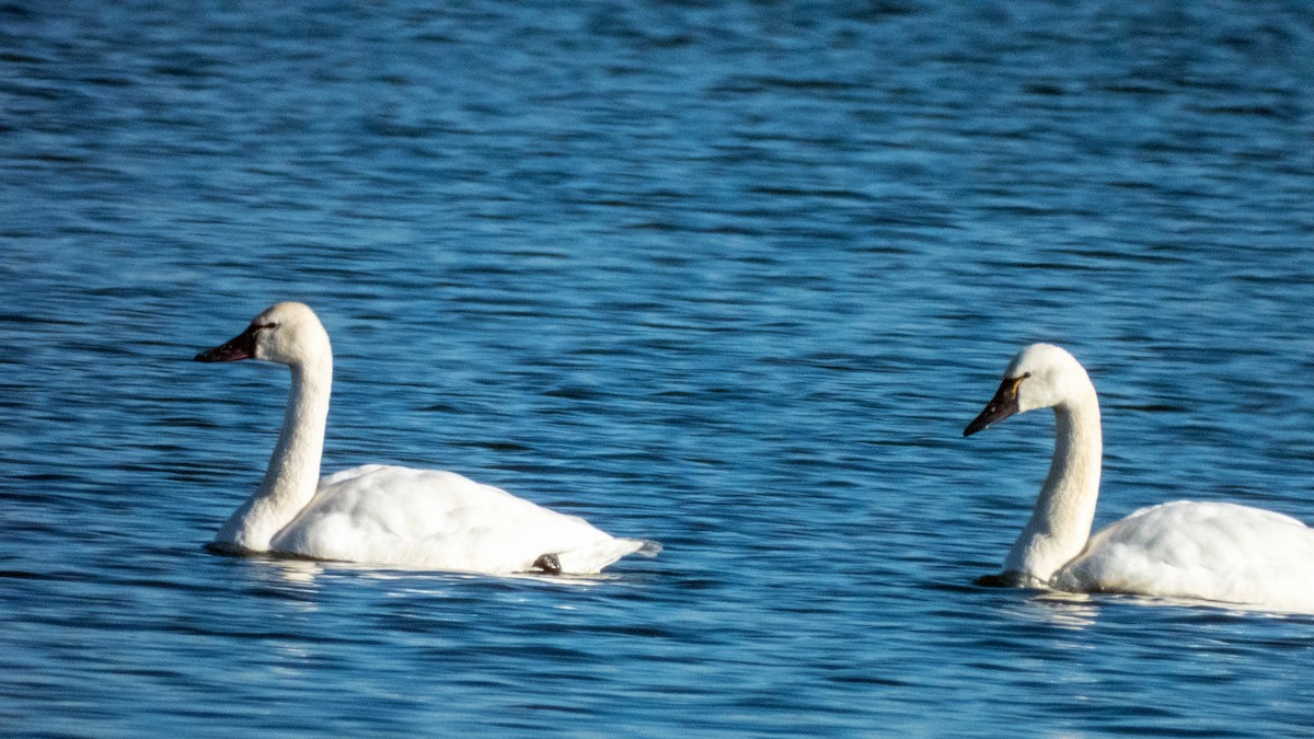 Tundra Swan - ML613708009