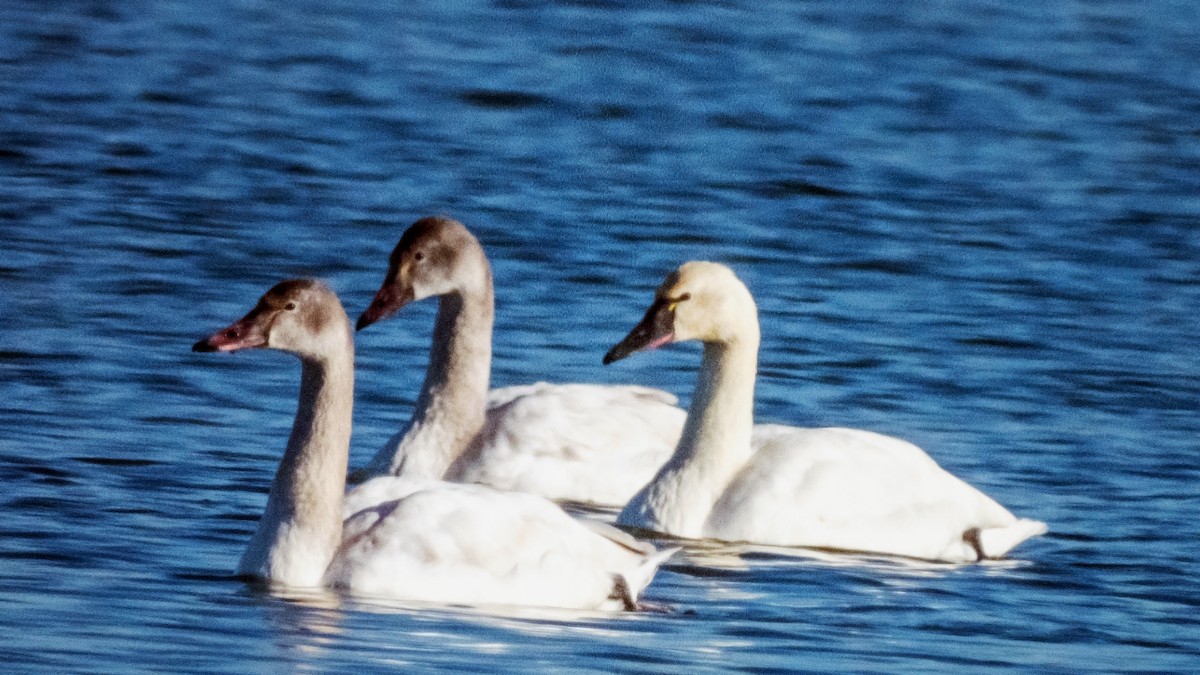 Tundra Swan - ML613708013