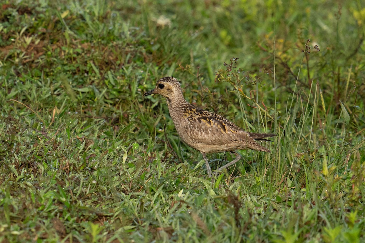 Pacific Golden-Plover - ML613708019