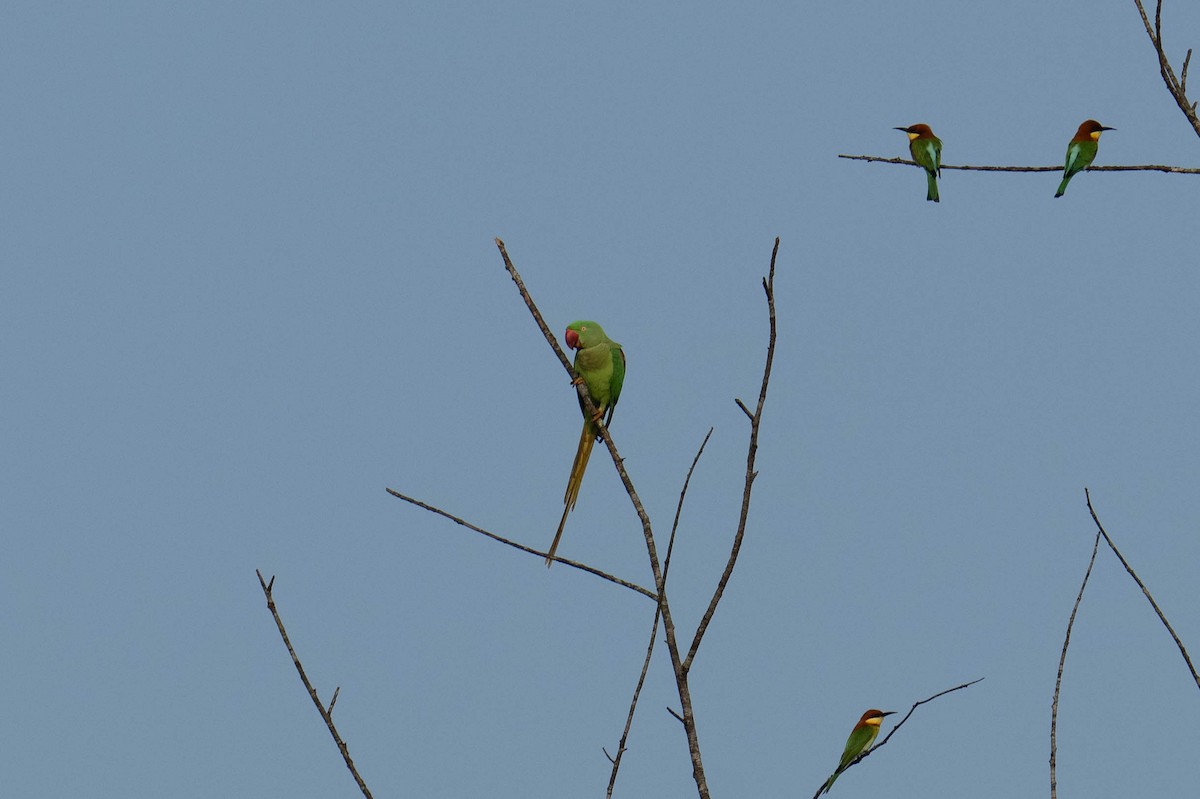 Alexandrine Parakeet - ML613708025