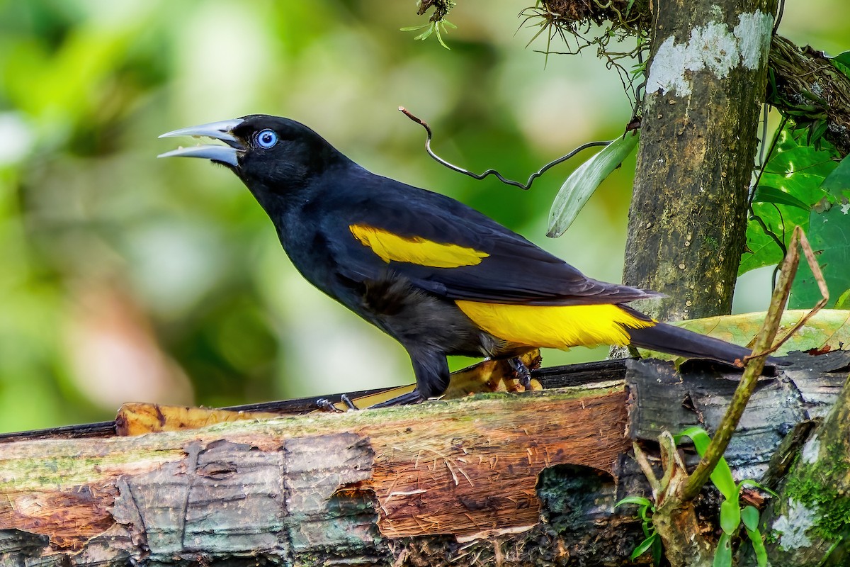 Yellow-rumped Cacique - ML613708097