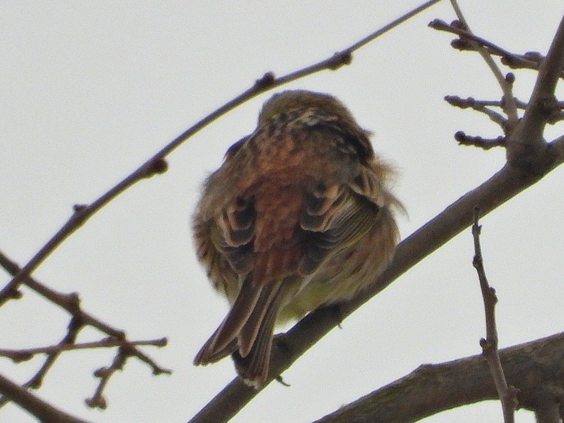 Yellowhammer - Ivan V