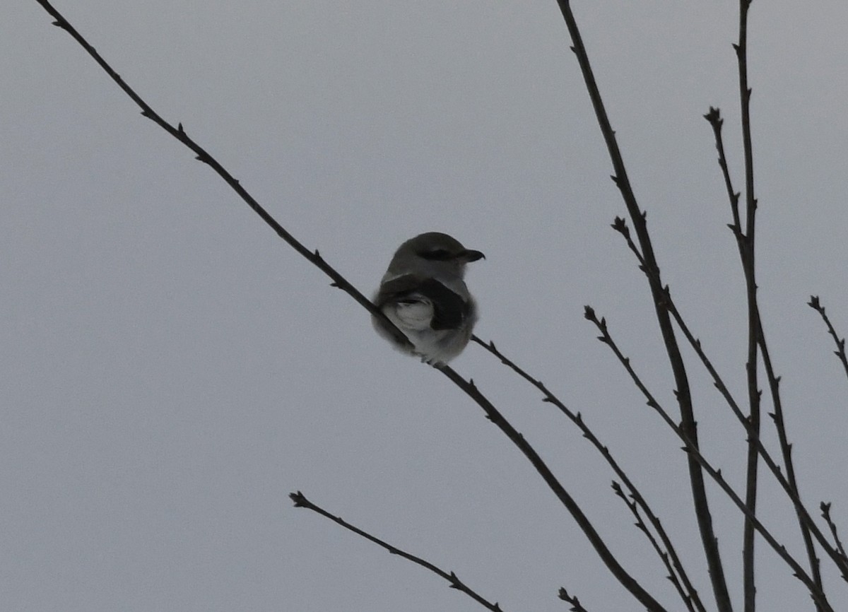 Northern Shrike - ML613708228