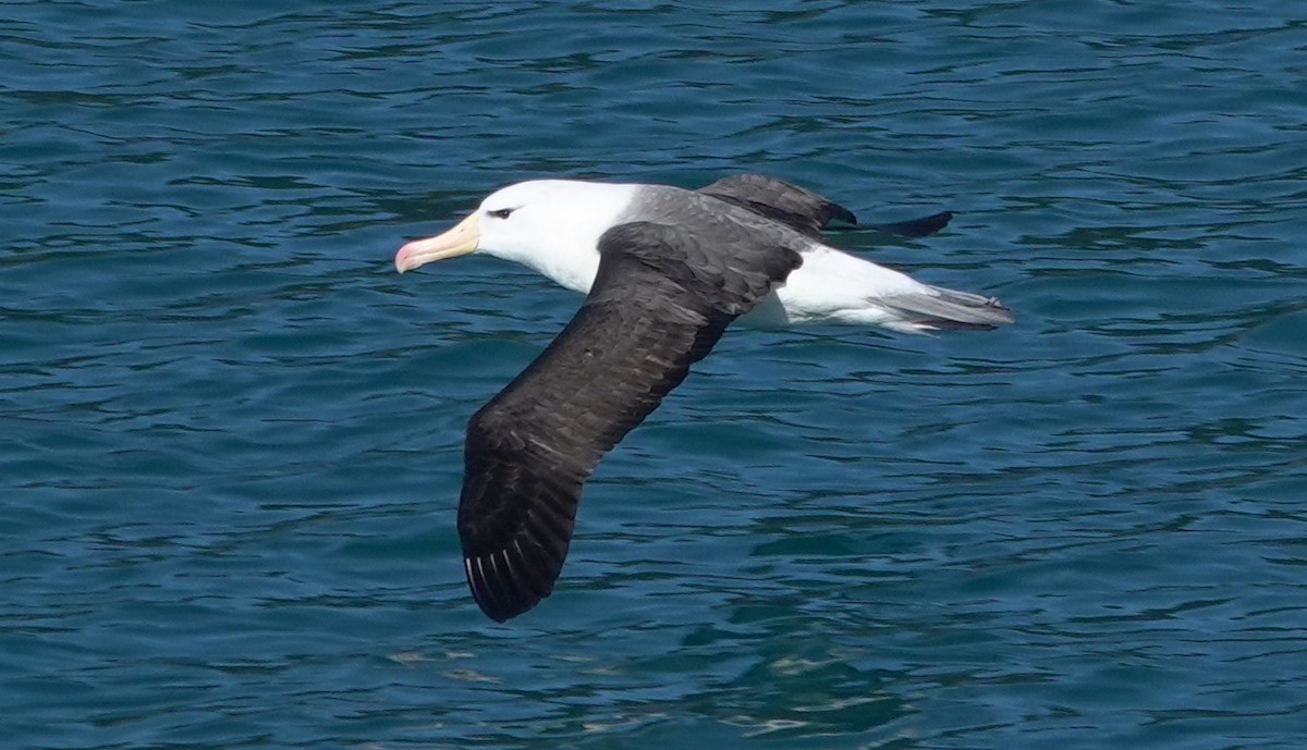 Albatros Ojeroso (melanophris) - ML613708243