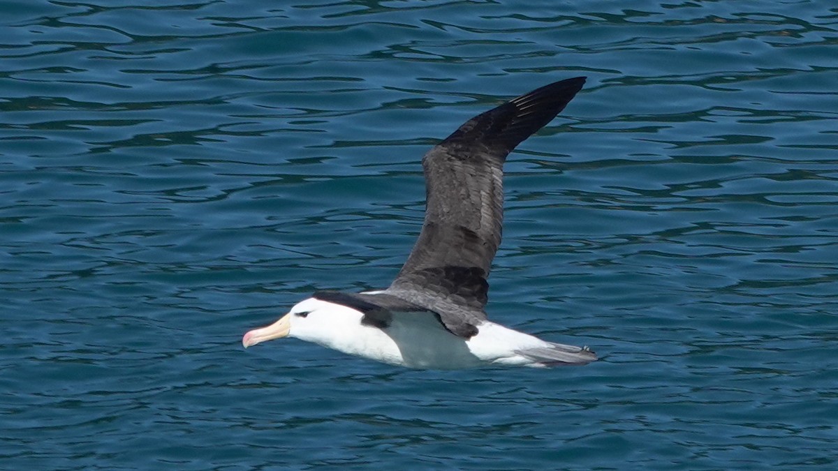 Black-browed Albatross (Black-browed) - Matt Dufort
