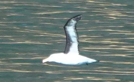 Albatros Ojeroso (melanophris) - ML613708252