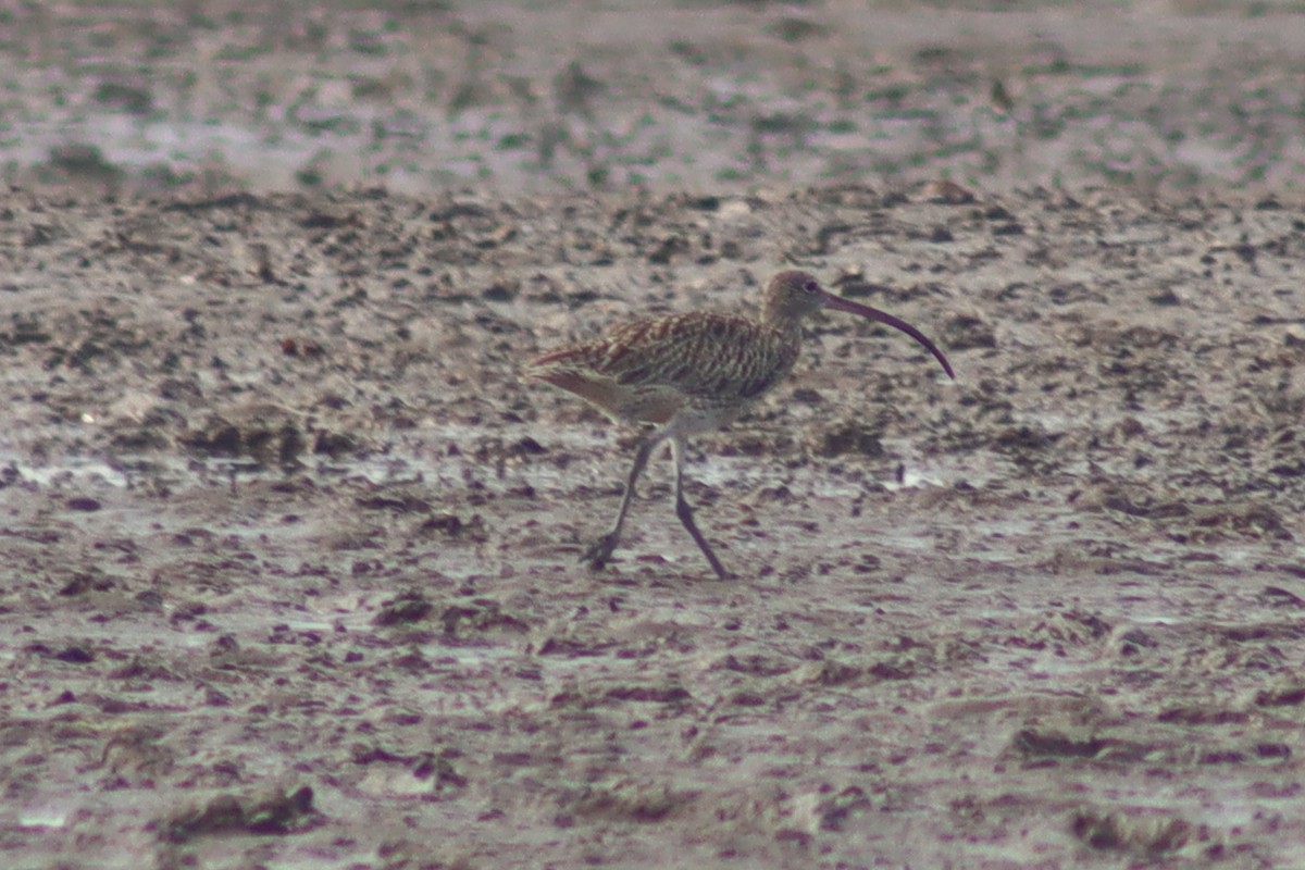 Far Eastern Curlew - ML613708279