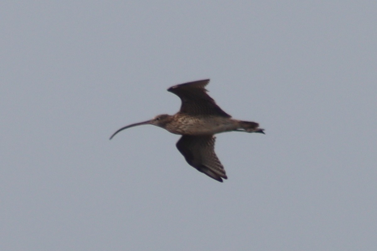 Far Eastern Curlew - ML613708280