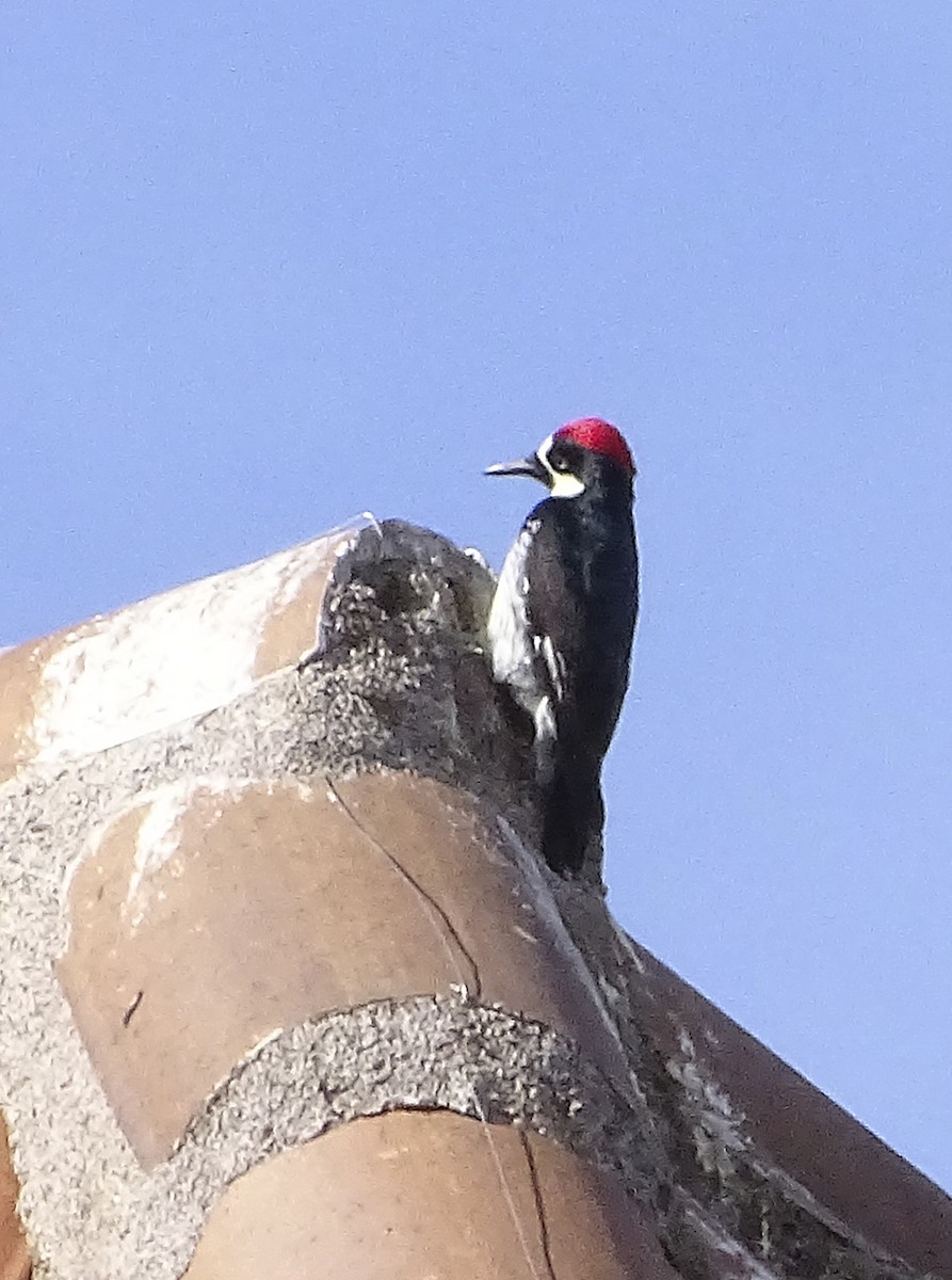 Acorn Woodpecker - ML613708296