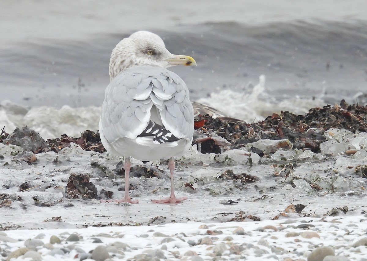 Gaviota Argéntea - ML613708332