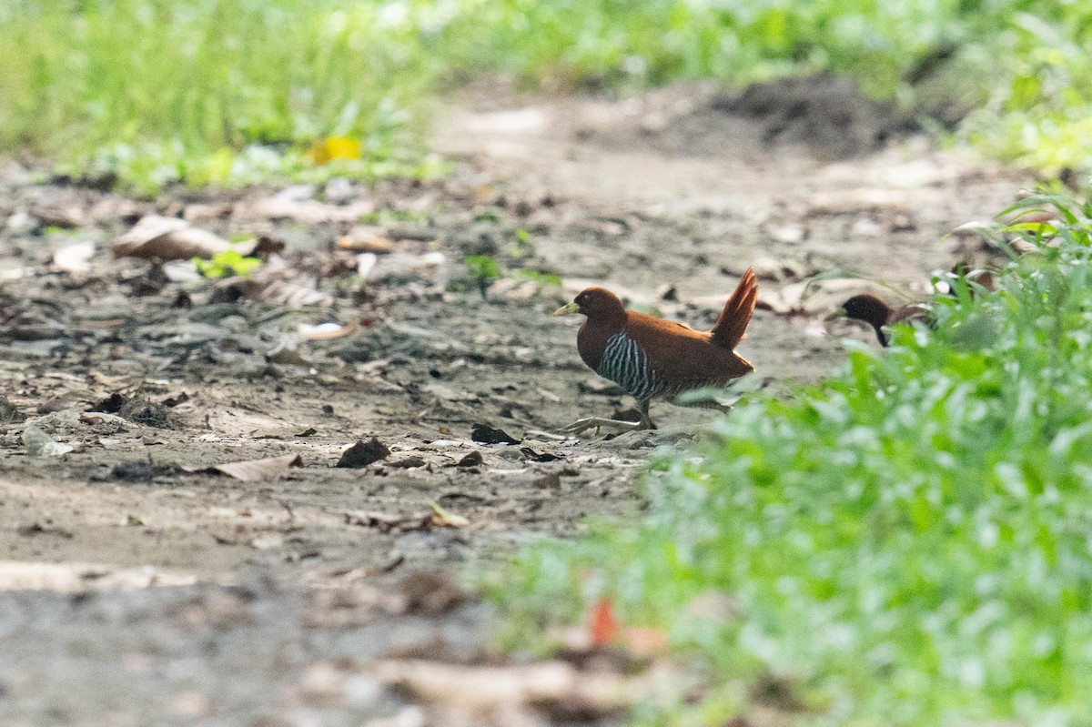 Andaman Crake - ML613708343