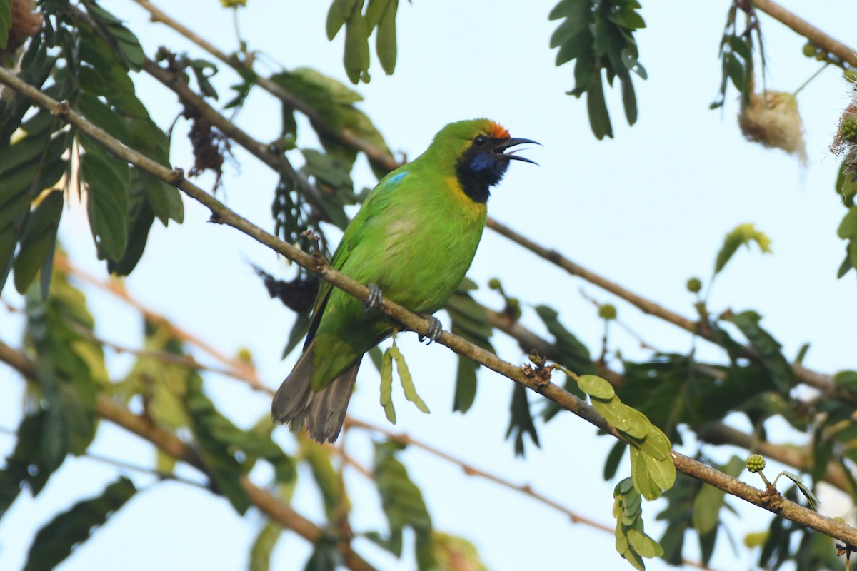 Golden-fronted Leafbird - ML613708391