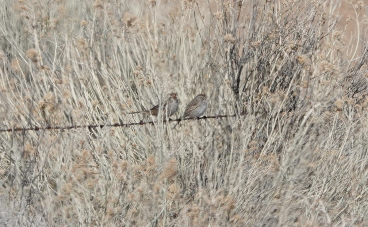 Brewer's Sparrow - ML613708612