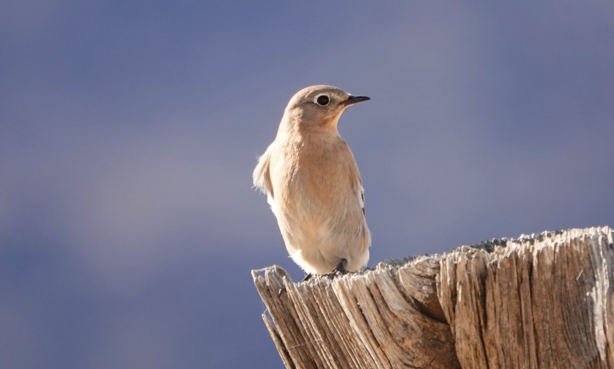 Mountain Bluebird - Eric Smith Jr.