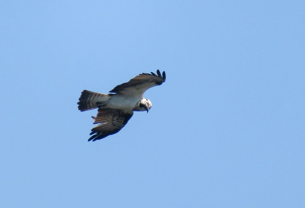 Osprey - ML613708627