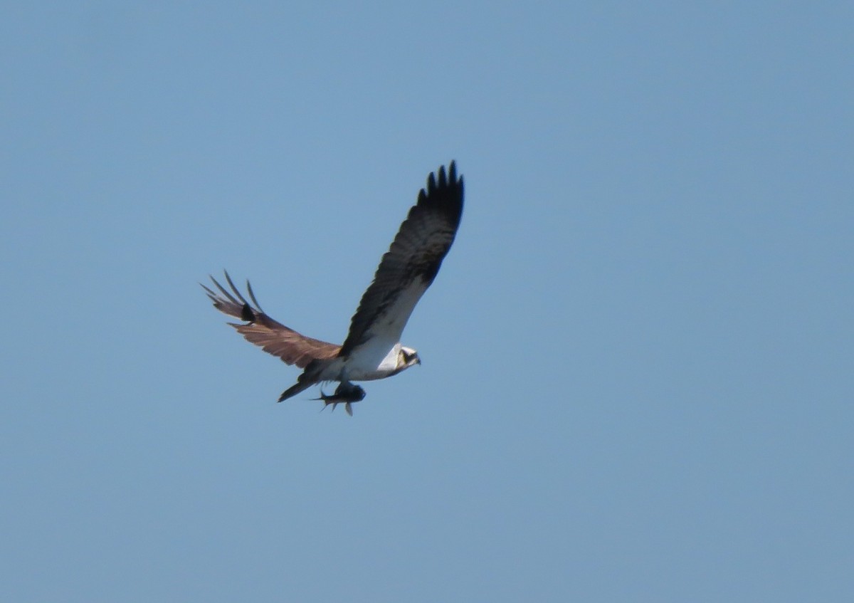 Osprey - ML613708628