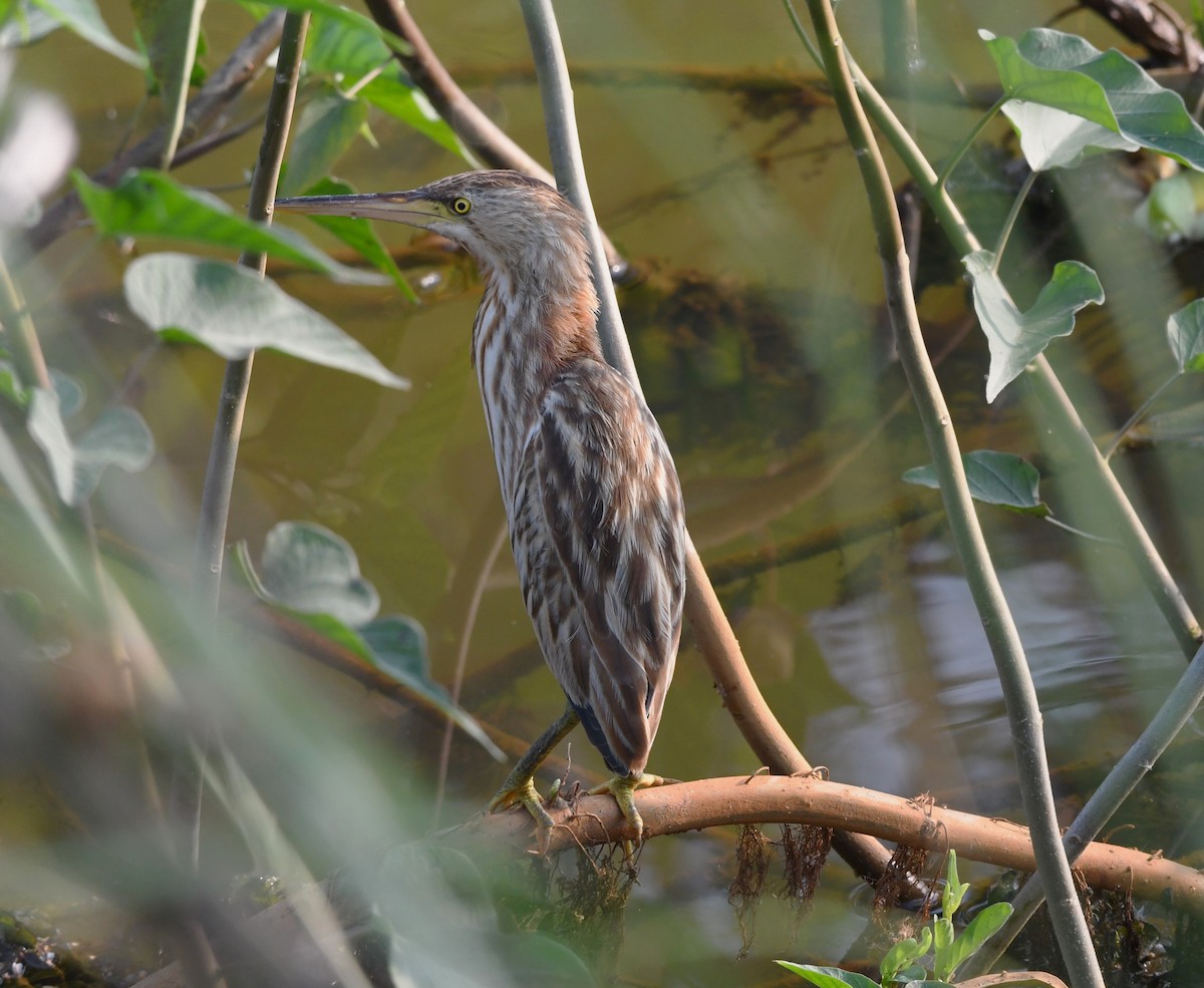 Yellow Bittern - ML613708647