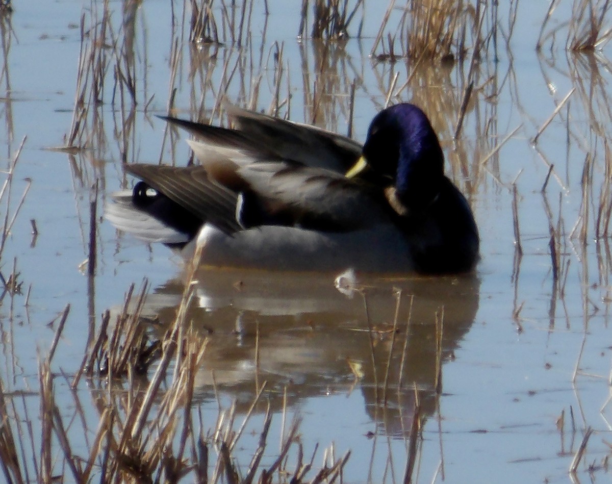 Canard colvert - ML613708649