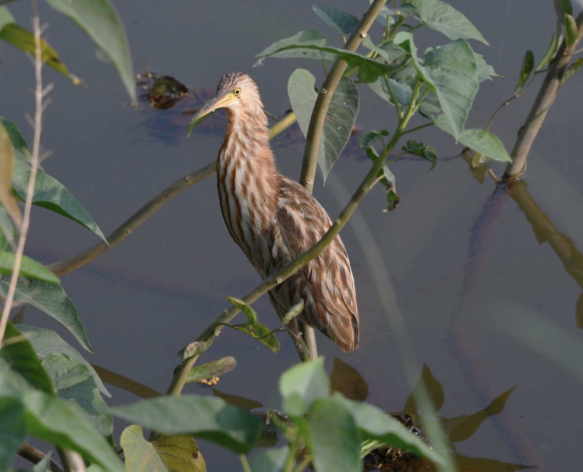 Yellow Bittern - ML613708711