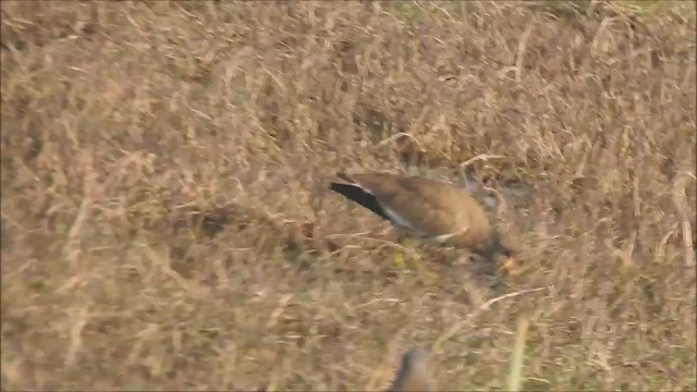 Gray-headed Lapwing - ML613708751