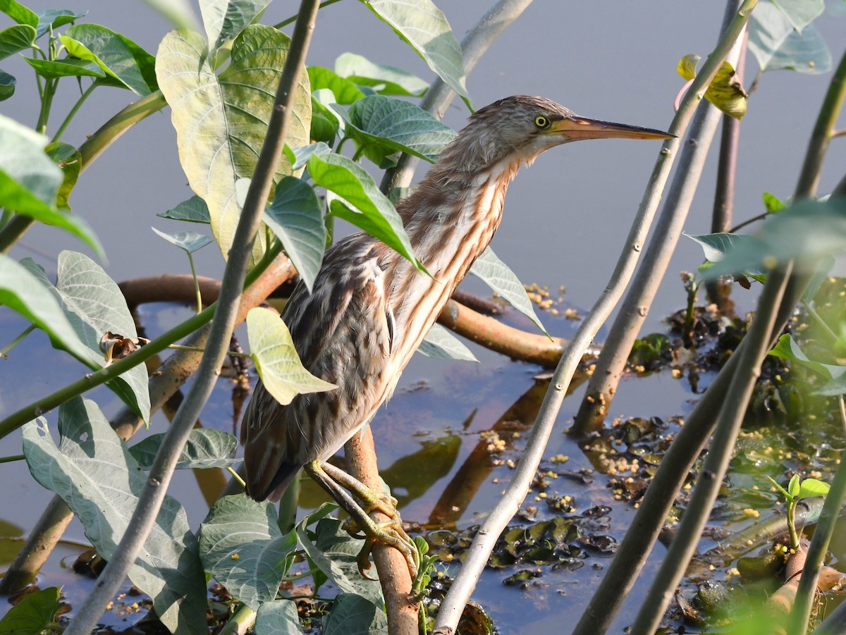 Yellow Bittern - ML613708778