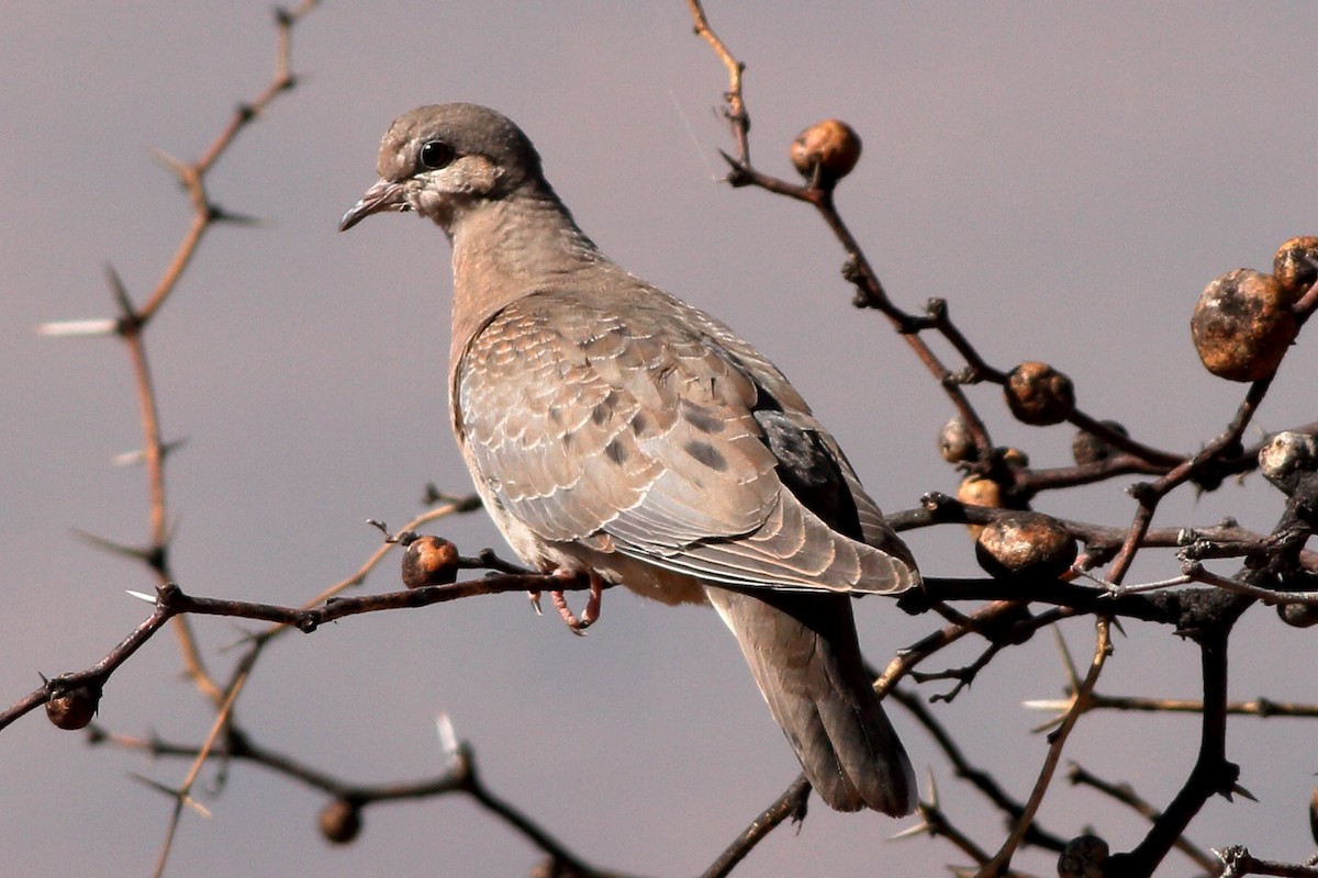 Eared Dove - ML61370881