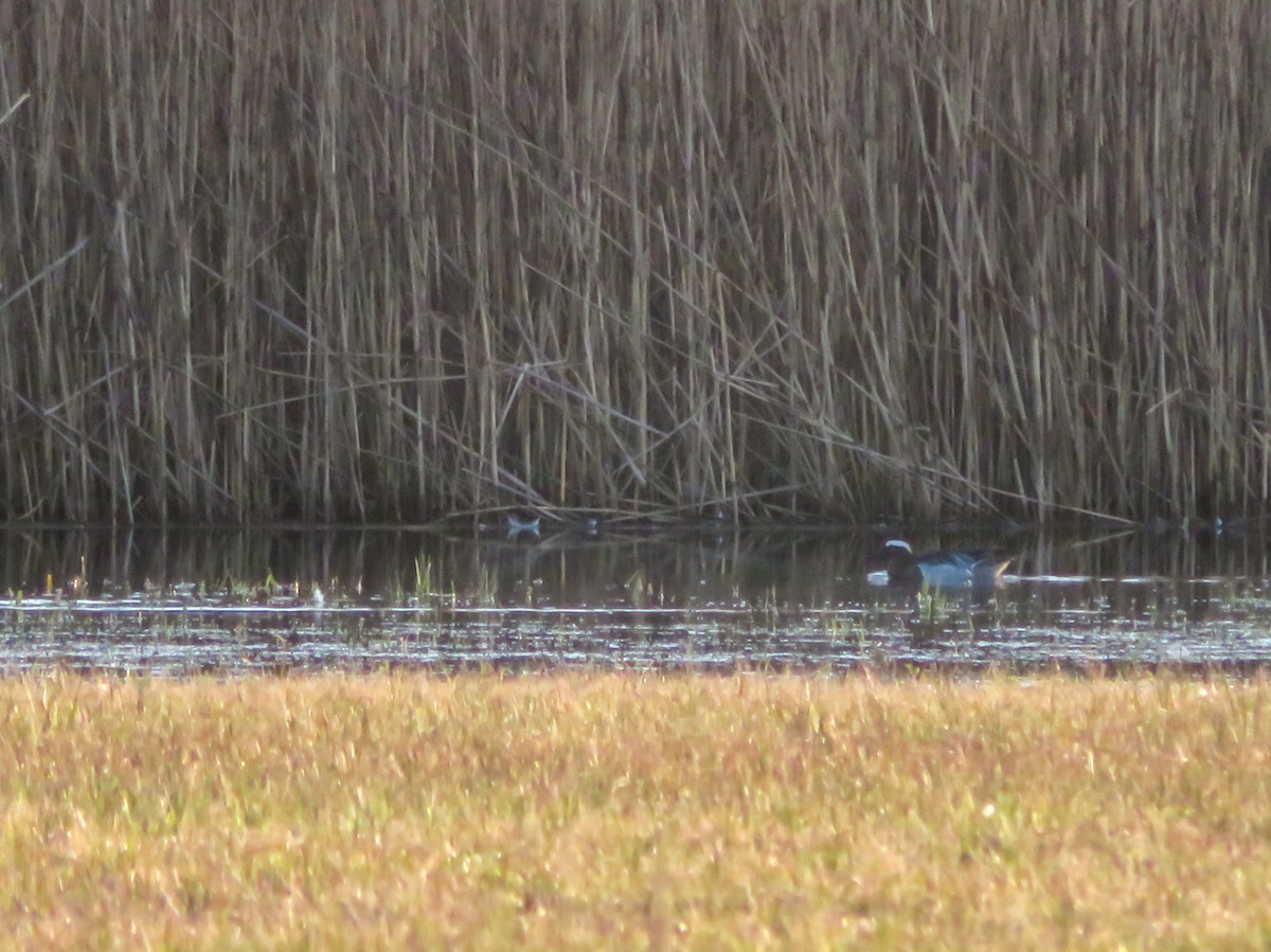 Garganey - Wojciech Siuda