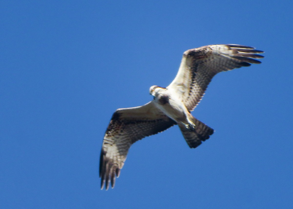 Osprey - Wojciech Siuda