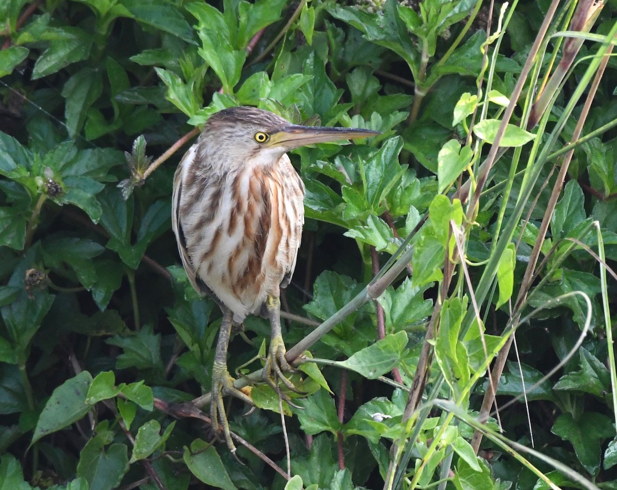 Yellow Bittern - ML613709085