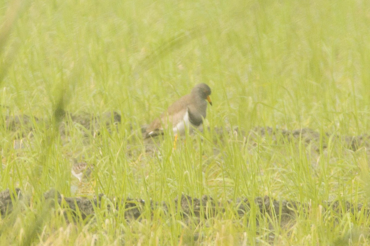 Gray-headed Lapwing - ML613709130