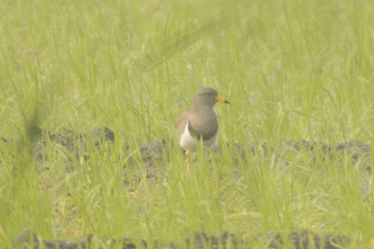 Gray-headed Lapwing - Kaustav Banerjee