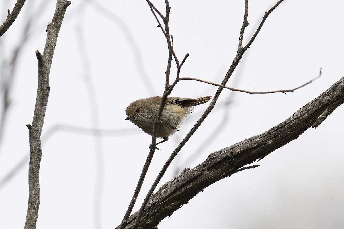 Brown Thornbill - Mike Hooper