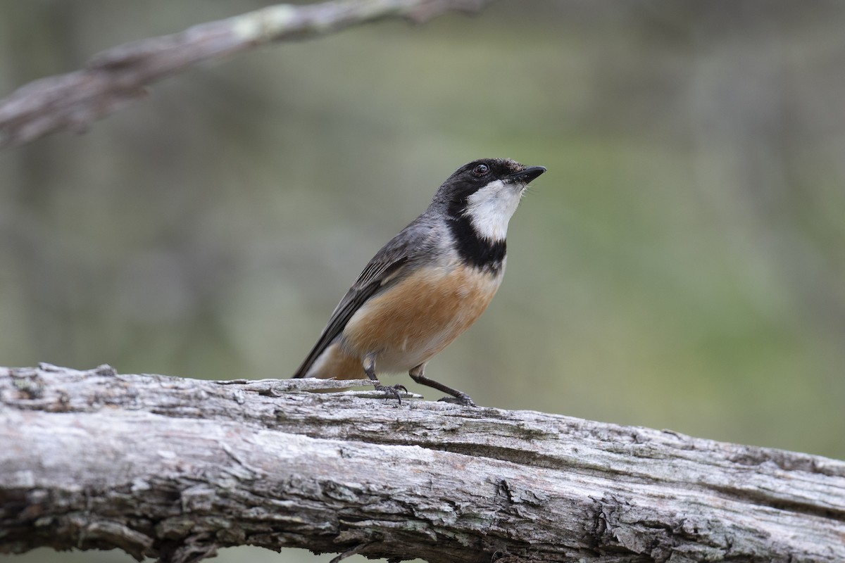 Rufous Whistler - Mike Hooper