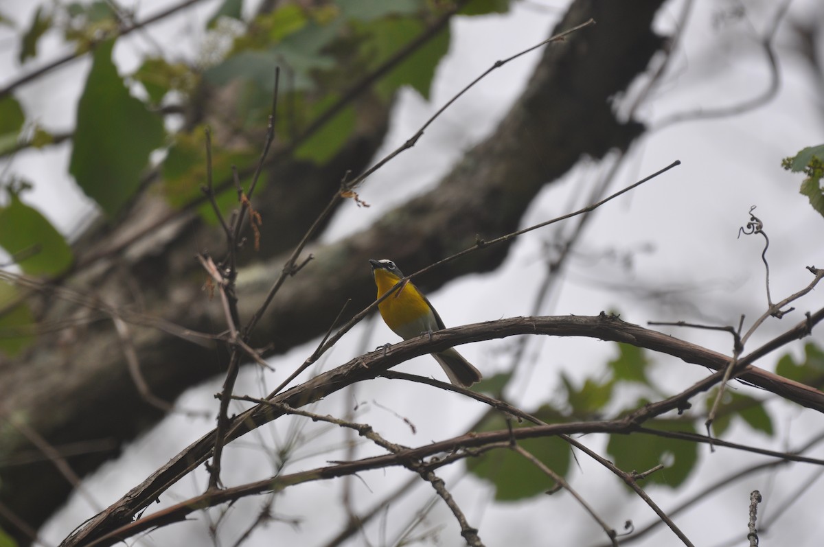 Yellow-breasted Chat - ML61370951
