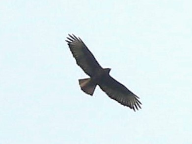 Augur Buzzard - ML613709530