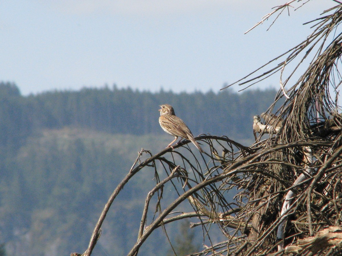 Vesper Sparrow - ML613709640