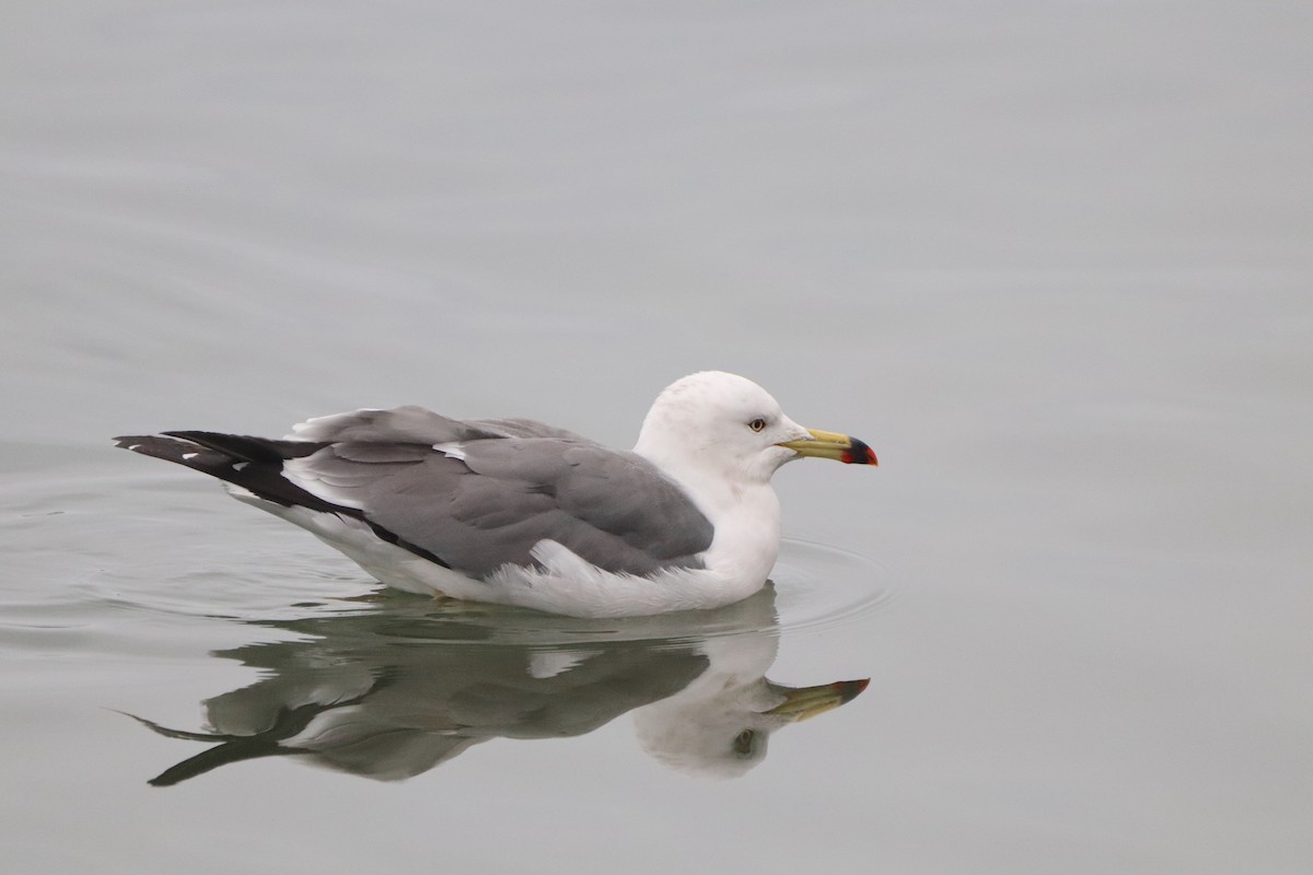 Black-tailed Gull - ML613709663