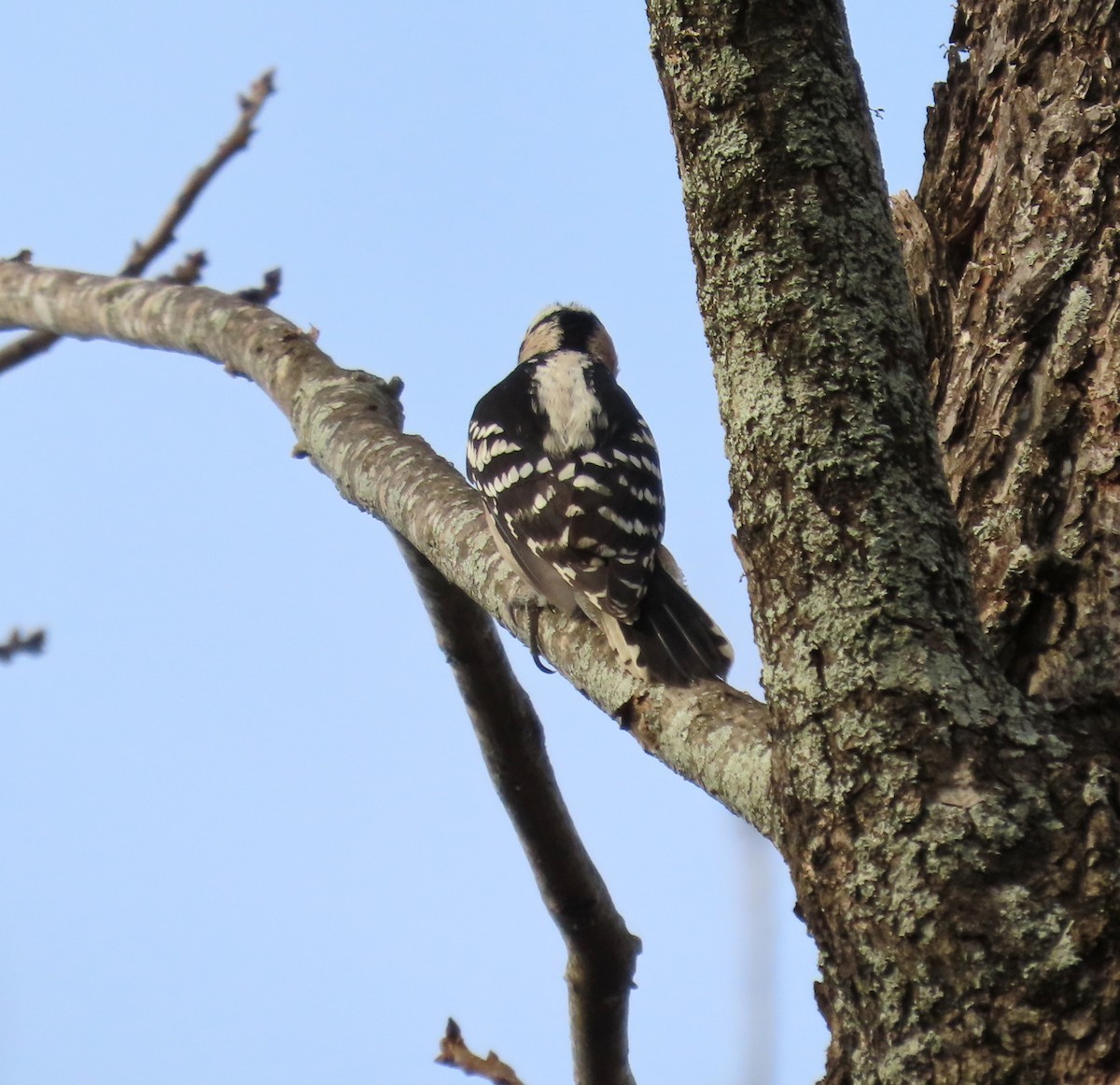 Downy Woodpecker - ML613709701