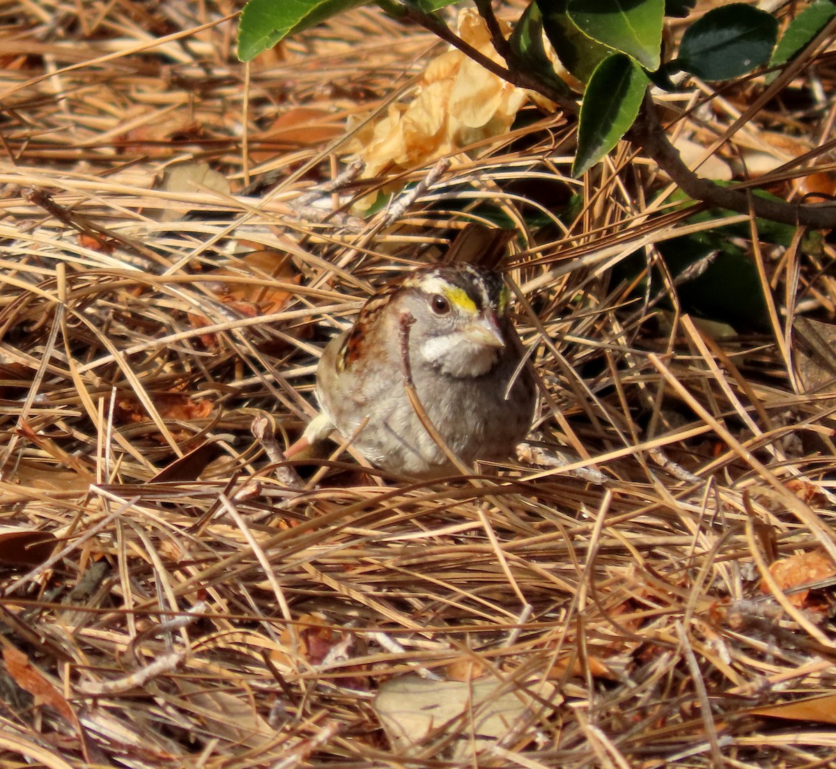 White-throated Sparrow - ML613709704