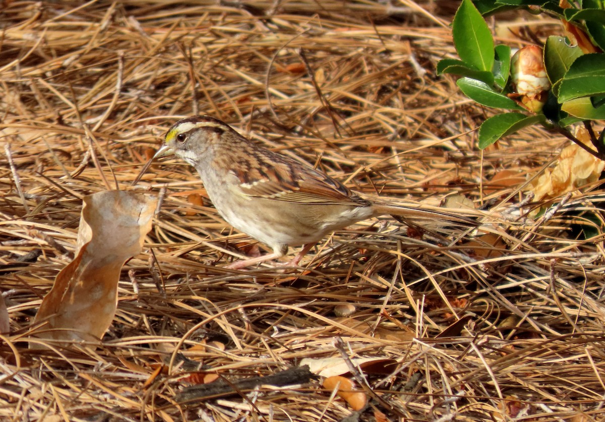 White-throated Sparrow - ML613709705